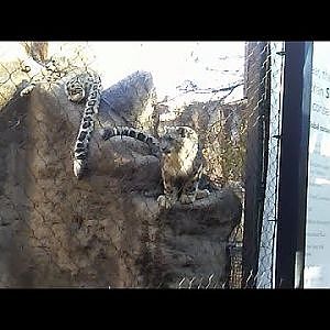 Coconut and Mischia, Snow leopards