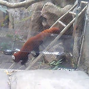 Gizmo and Amaya, Red pandas