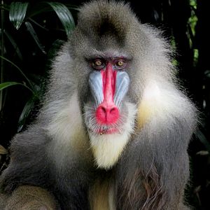 Mandrill at Singapore Zoo
