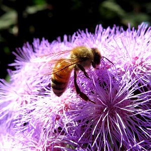 Bee at Toowoomba Carnival of Flowers, Australia