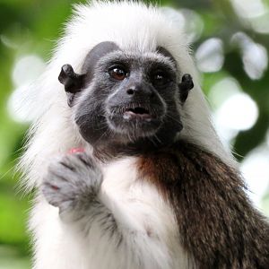 Cotton Top Tamarin at Singapore Zoo