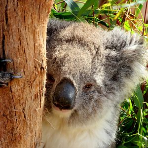 Koala at Werribee Open Range Zoo