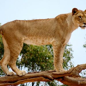 Lion at Werribee Open Range Zoo