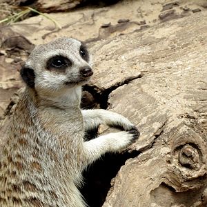 Meerkat at Werribee Open Range Zoo