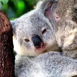Koala at Currumbin Wildlife Sanctuary