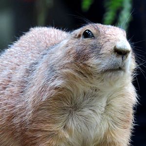 Prairie Dog at Kobe Animal Kingdom