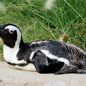 African Penguin at Kobe Animal Kingdom