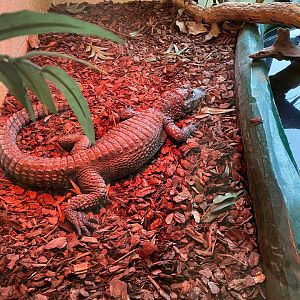 Chinese alligator 231119