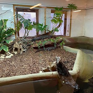 Cuvier’s dwarf caiman exhibit 231119