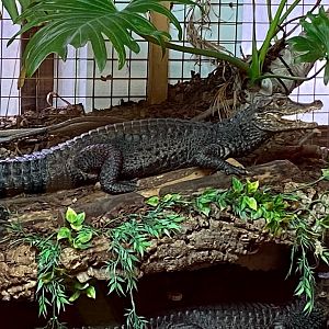 Cuvier’s dwarf caiman 231119