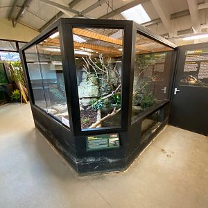 Mertens’ water monitor exhibit 231119