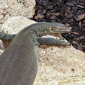 Mertens’ water monitor 231119