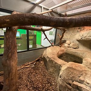 Crocodile monitor exhibit 231119