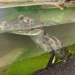 Spectacled caiman 231119