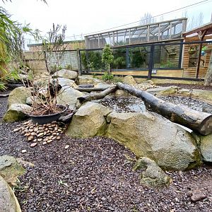 Asian small-clawed otter exhibit 231119