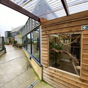 Cotton-top tamarin exhibit 231119