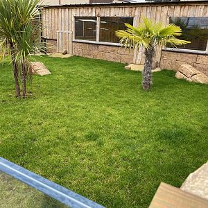 Galapagos giant tortoise outdoors 231119