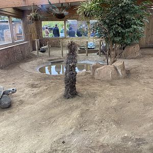 Galapagos giant tortoise indoors 231119