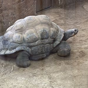 Galapagos giant tortoise 231119
