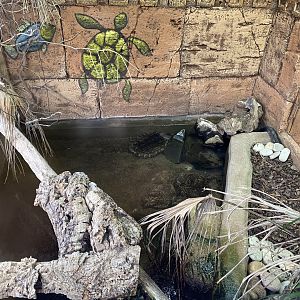 Alligator snapping turtle exhibit 231119