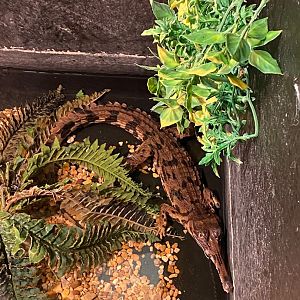 False gharial juvenile 231119