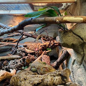 Northern caiman lizard exhibit 231119