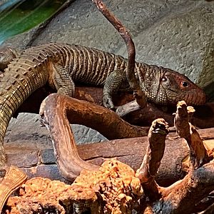 Northern caiman lizard 231119