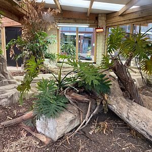 Part of Komodo dragon indoors 231119