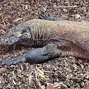 Komodo dragon 231119