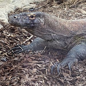 Komodo dragon 231119