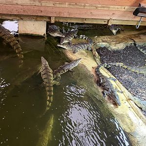 Nile crocodiles 231119