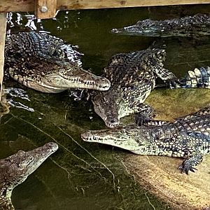 Nile crocodiles 231119