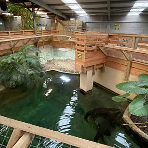 Saltwater crocodile exhibit 231119