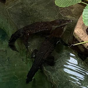 Saltwater crocodiles 231119