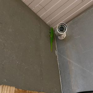 Madagascar day gecko 231119