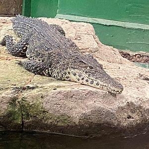 Cuban crocodile 231119