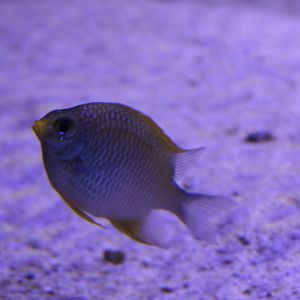 Yellow damselfish - Amblyglyphidodon aureus