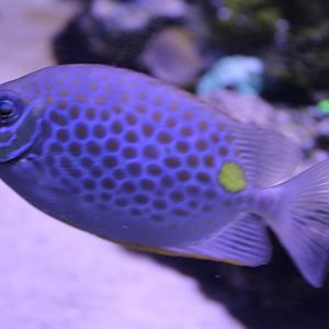 Orange-spot rabbitfish - Siganus guttatus