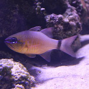 Ring-tailed cardinalfish - Apogon aureus
