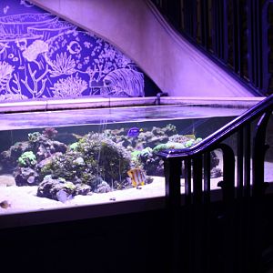Medium-side reef-aquarium