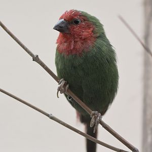 Red-throated parrot finch