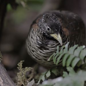 Barred buttonquail, female