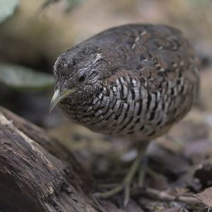 Barred buttonquail, male