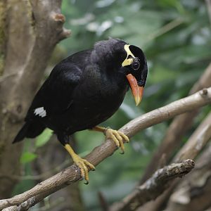 Greater hill mynah