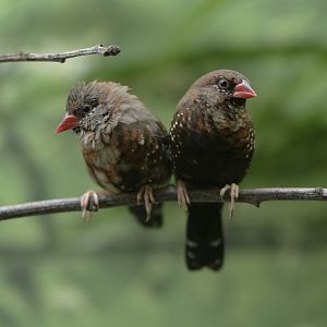 Red avadavats