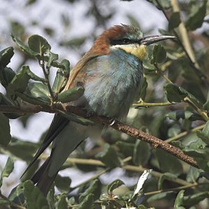 European bee-eater