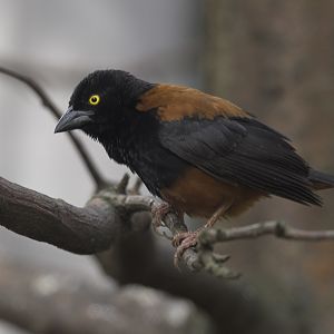 Vieillot's black weaver