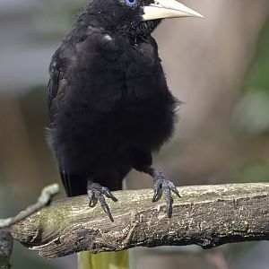 Crested oropendola