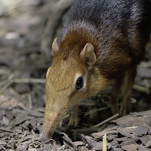 Rufous and black elephant shrew