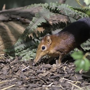 Rufous and black elephant shrew
